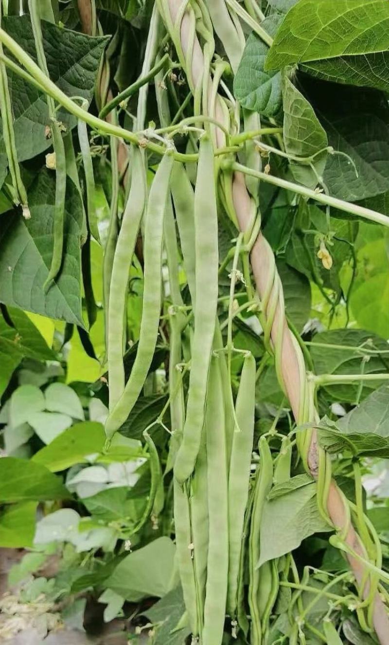 四季豆种子利农翡翠168新四扁早中熟荚又宽又长结荚密