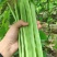 四季豆种子利农翡翠168新四扁早中熟荚又宽又长结荚密