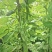 四季豆种子利农翡翠168新四扁早中熟荚又宽又长结荚密