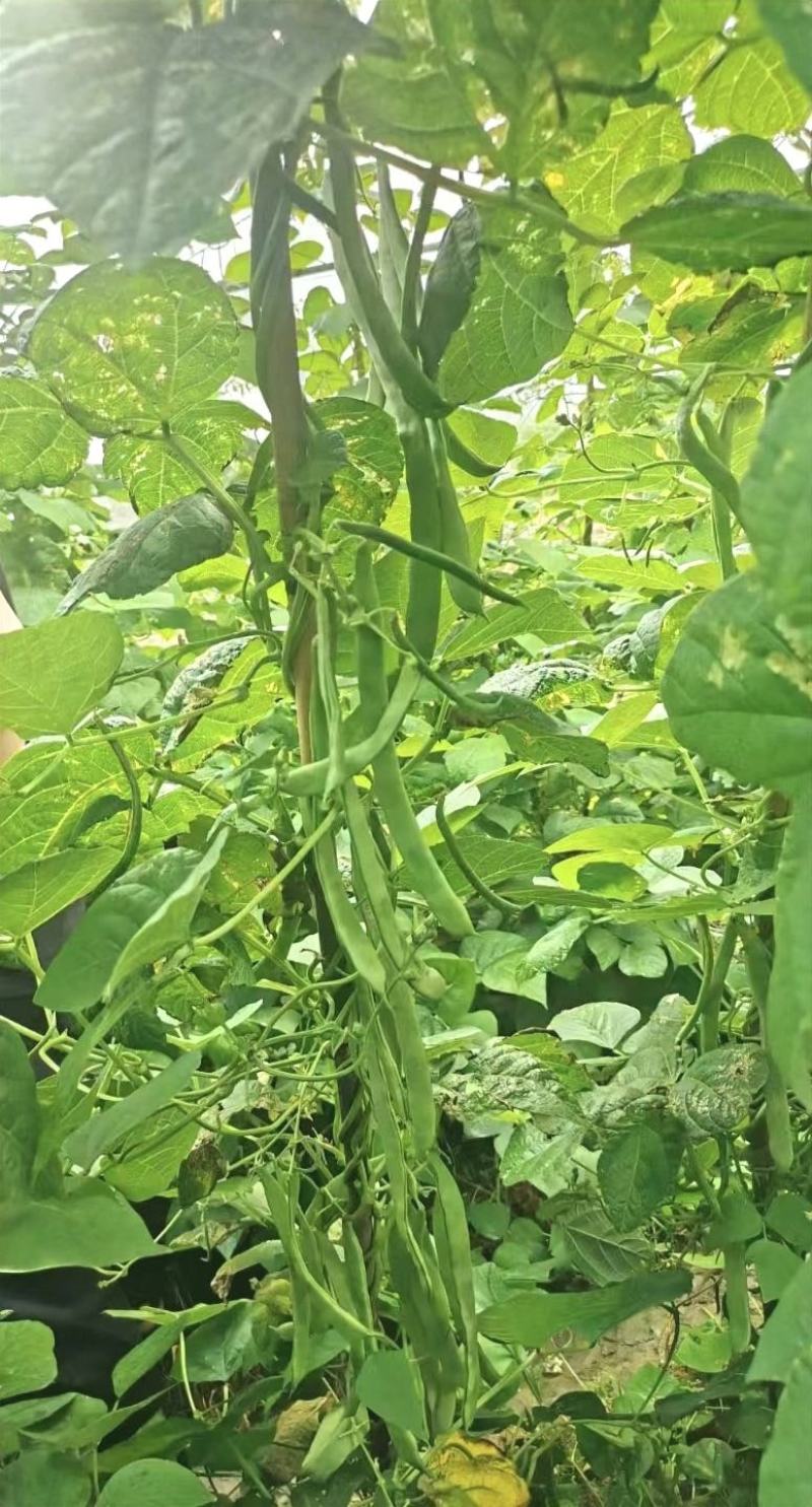 四季豆种子利农翡翠168新四扁早中熟荚又宽又长结荚密