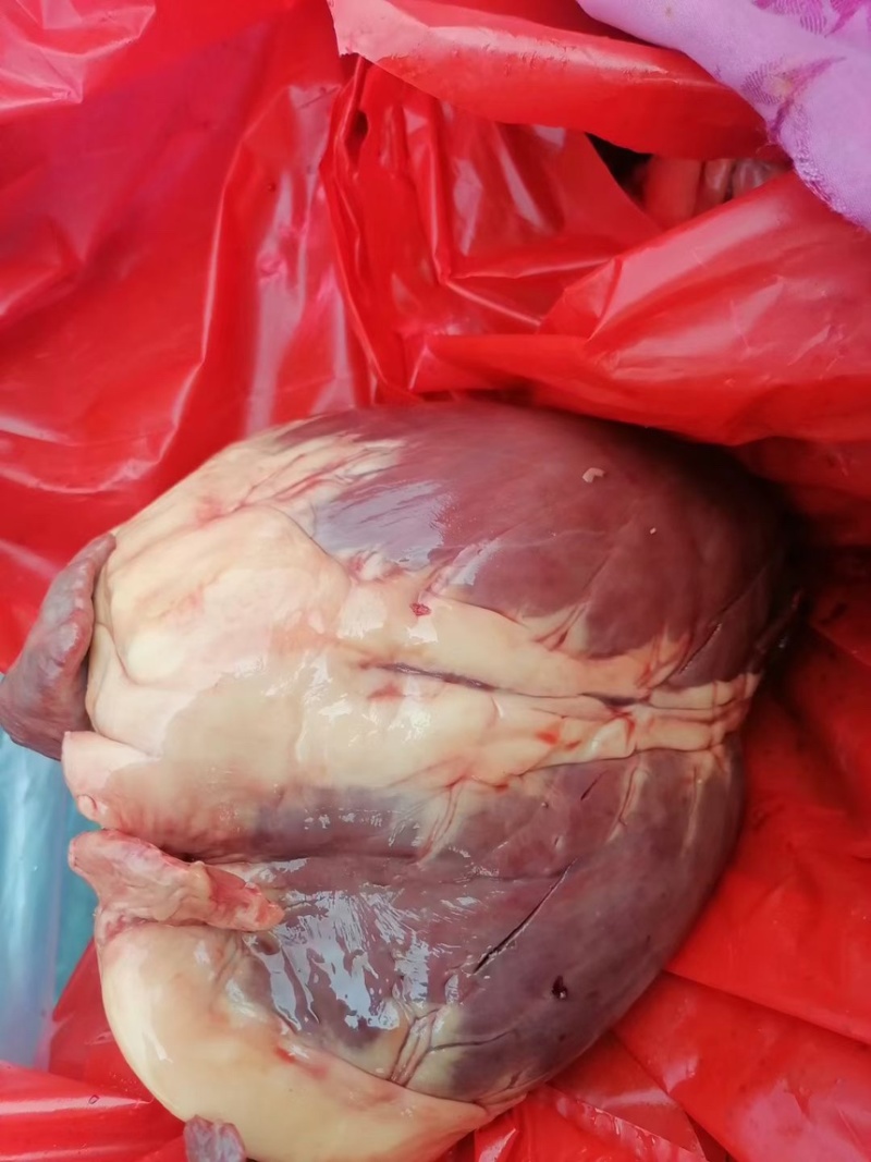 精品驴肉副新鲜驴腰子质量好，需要的新老客户下单了