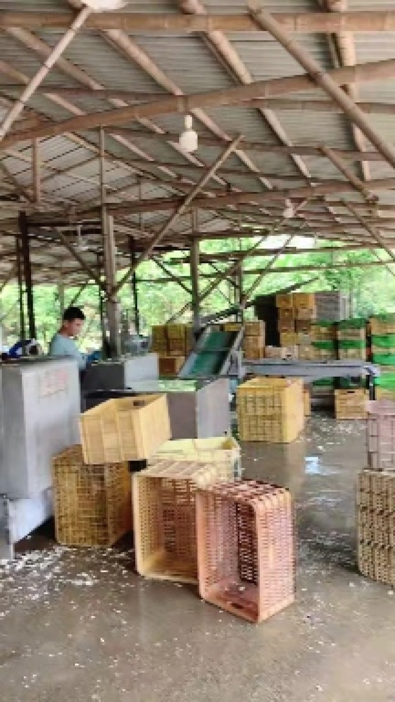 麻竹笋条，统货，常年有货，产地直销，价格便宜