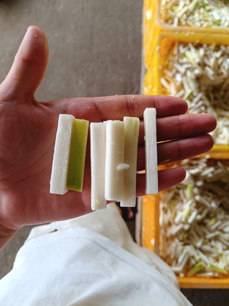 麻竹笋条，统货，常年有货，产地直销，价格便宜