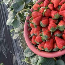 奶油草莓和红颜两种草莓都有