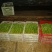 芹菜50cm以上四季西芹粗细适中，有光度，专门种芹菜茼