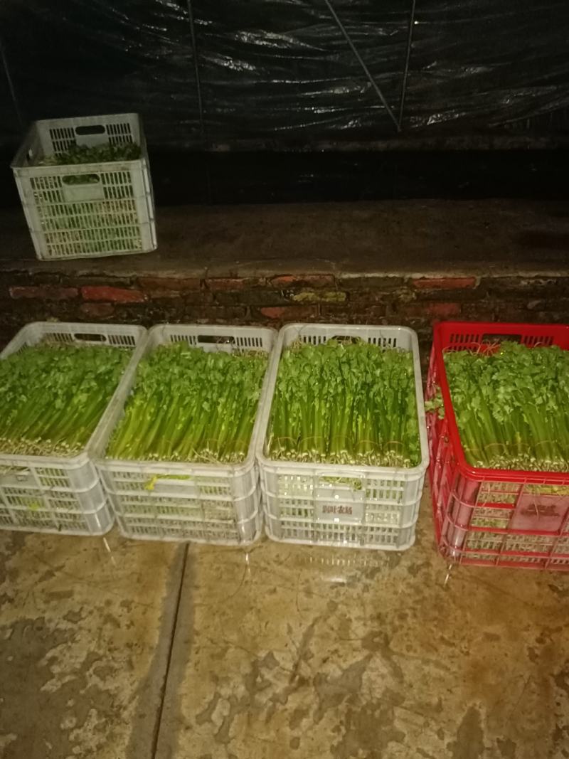 芹菜50cm以上四季西芹粗细适中，有光度，专门种芹菜茼