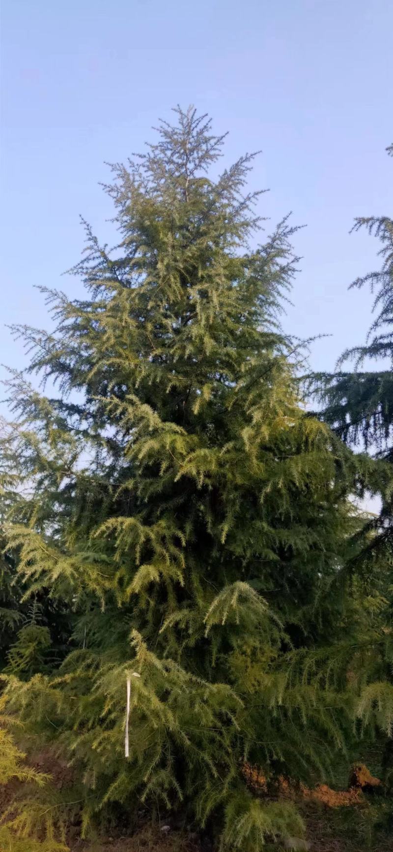 雪松1米～7米，基地直发，苗圃种植，欢迎来电咨询