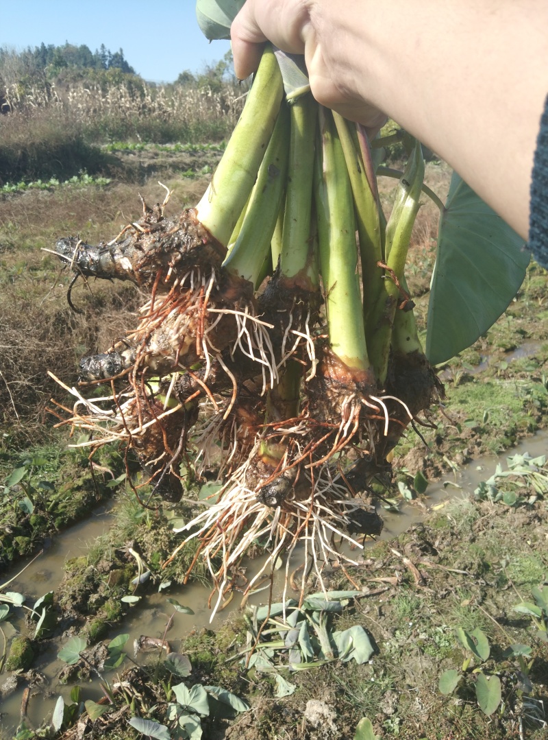 福建香芋种子