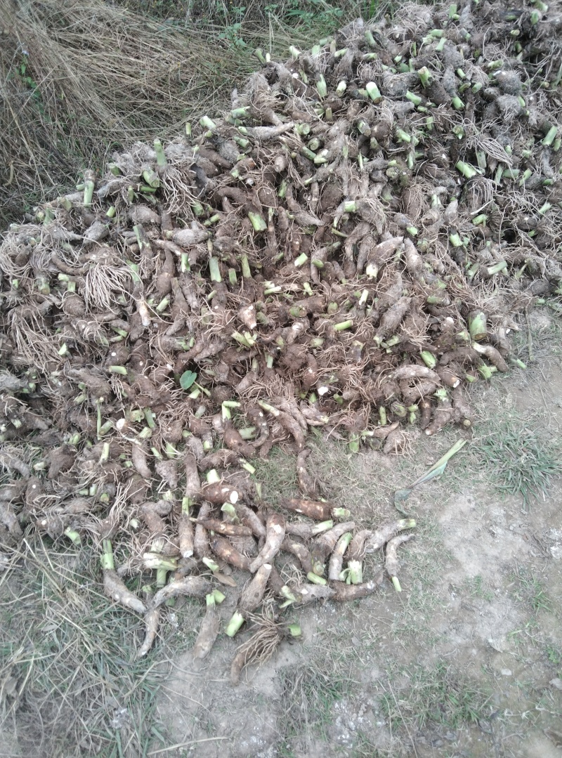 福建香芋种子