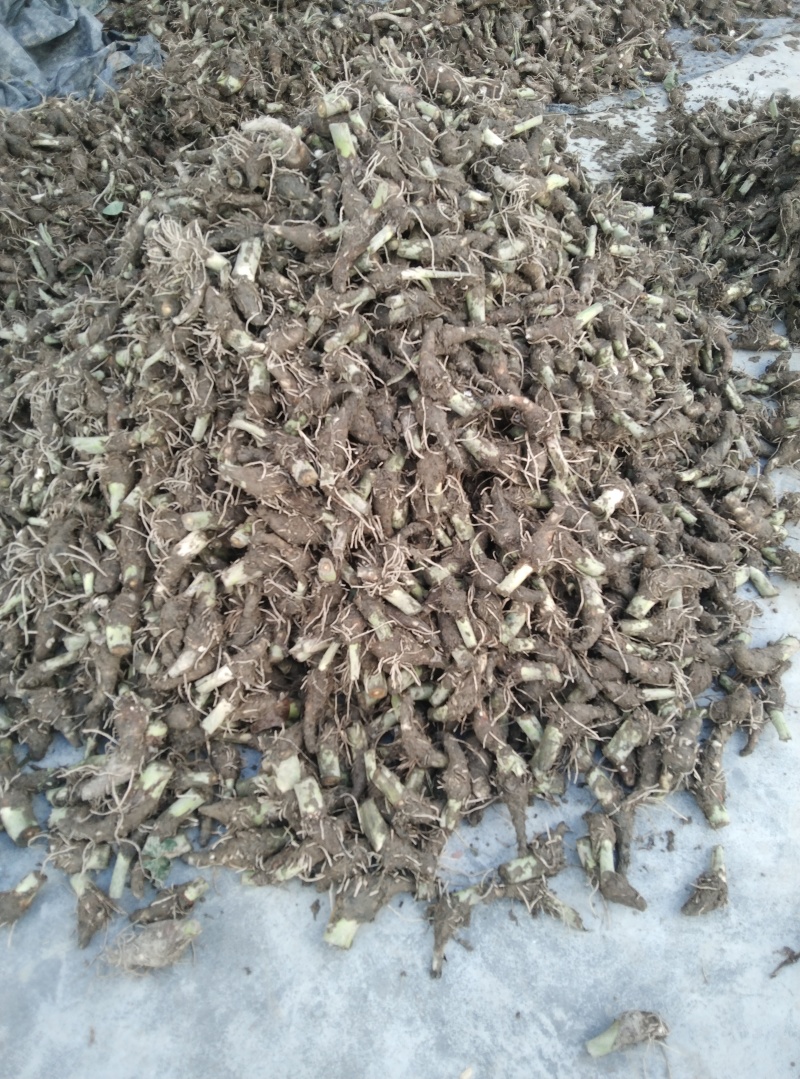 福建香芋种子