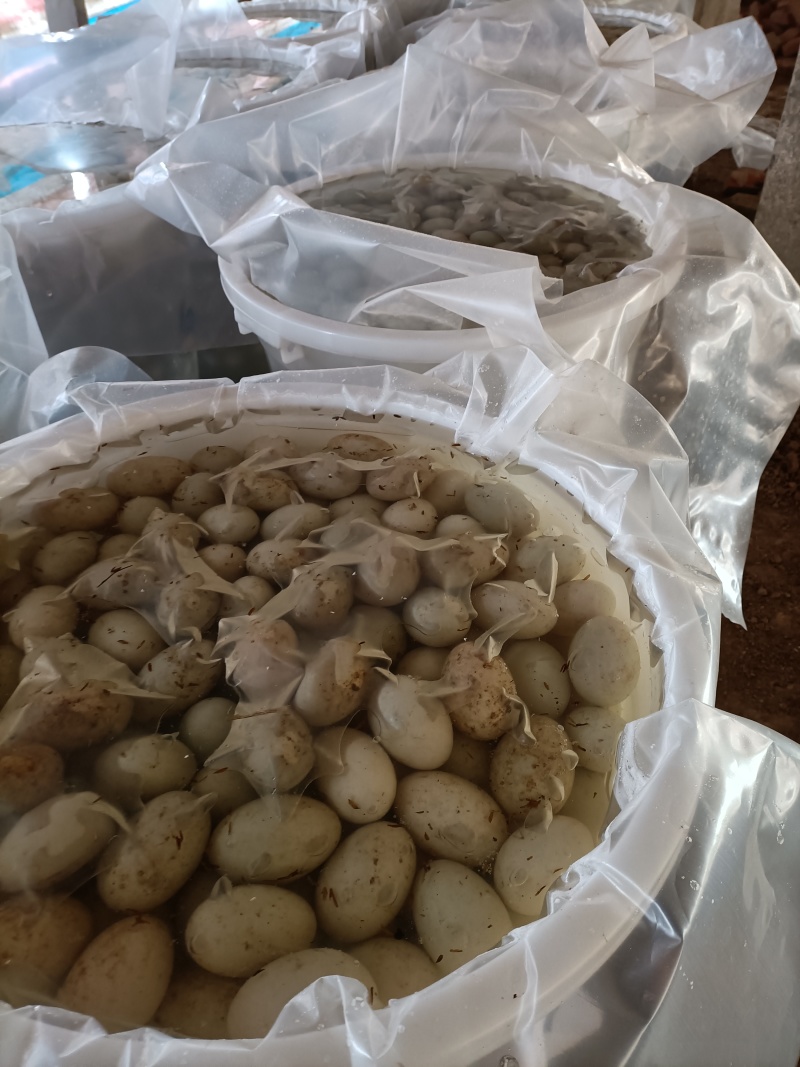100%咸蛋黄，咸鸭蛋，烤鸭蛋