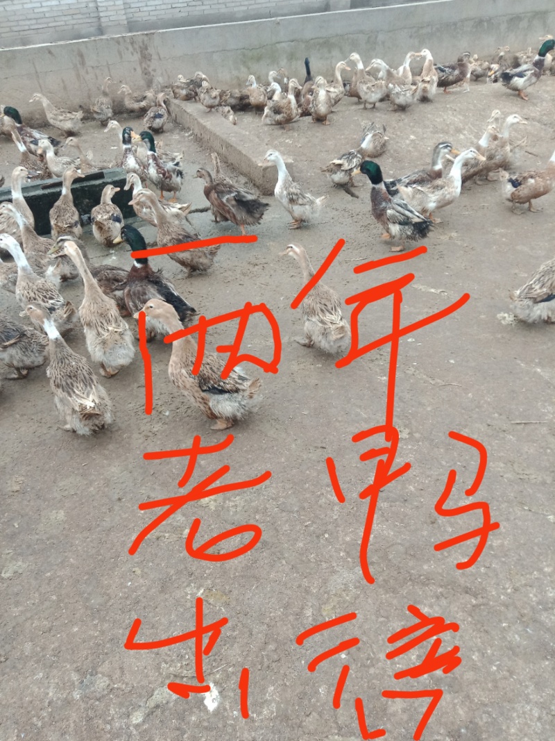 100%咸蛋黄，咸鸭蛋，烤鸭蛋
