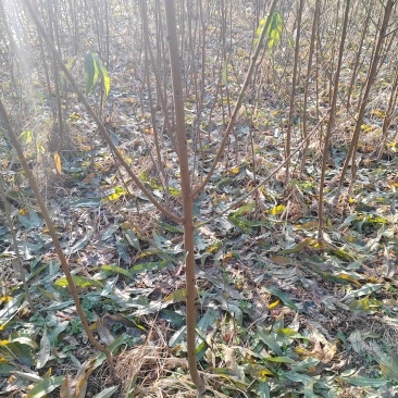 新4.8油桃个头大，口感好，市场销量大，机不可失