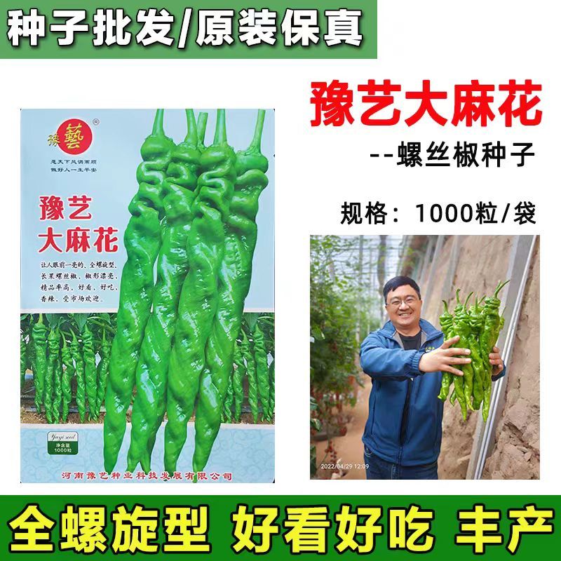 豫艺螺丝椒种子全螺旋型大长果高产辣椒种粒皮薄春秋冬抗病
