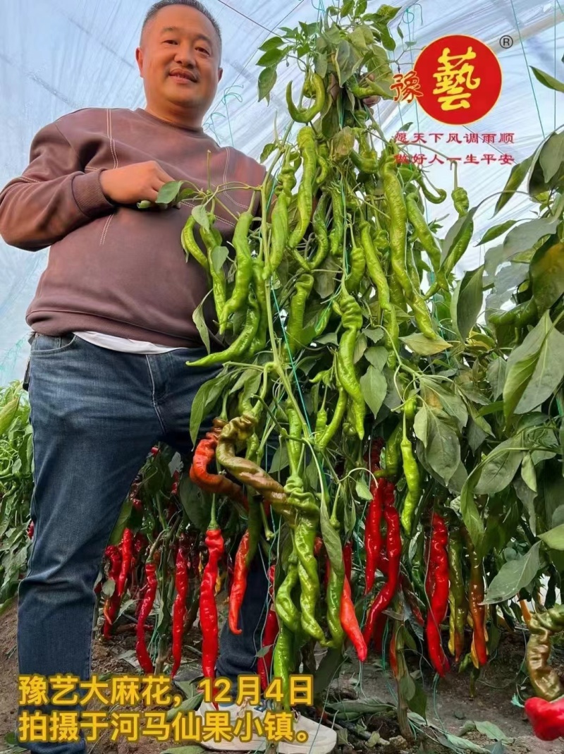 豫艺螺丝椒种子全螺旋型大长果高产辣椒种粒皮薄春秋冬抗病