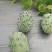 刺角瓜火参果灭霸果