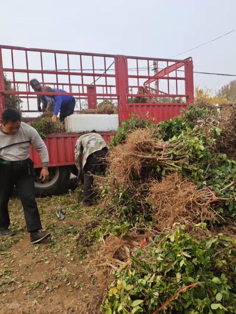 特宗金银花高效药用金银花苗木之乡发货干花包回收