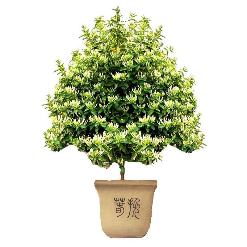 特宗金银花高效药用金银花苗木之乡发货干花包回收