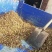 新疆伊犁野生甘草，，五八片