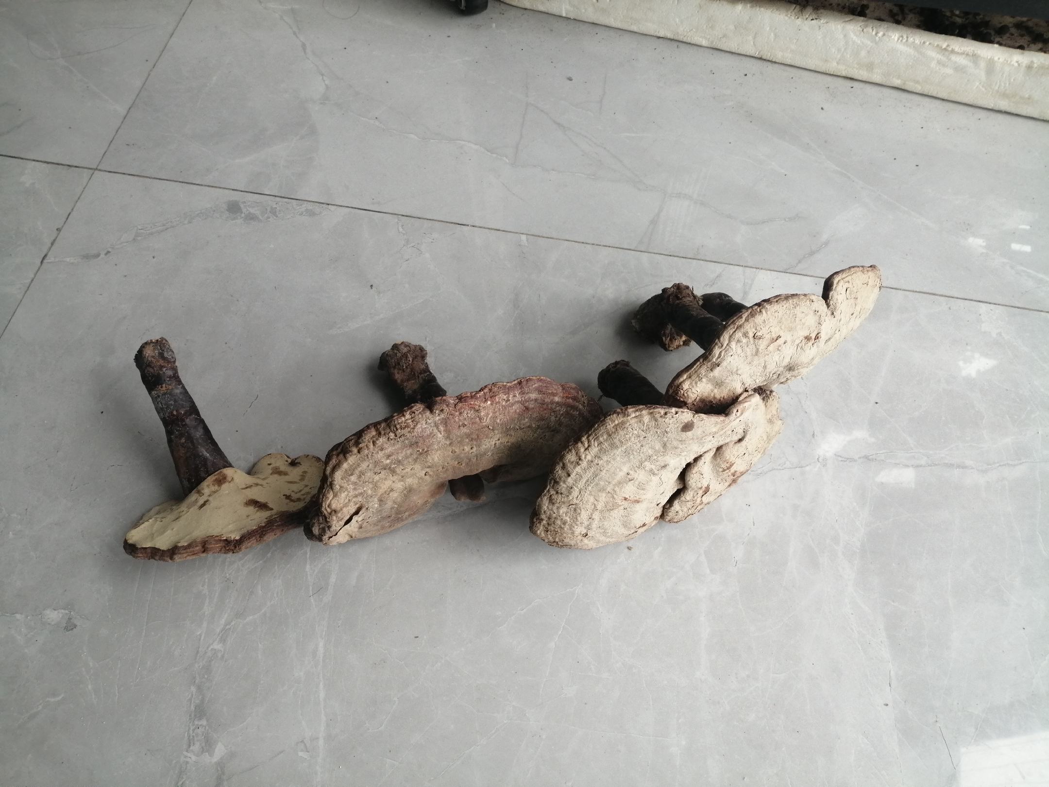 一张木质桌面上摆放一包透明塑料袋装的灵芝切片,可见内部片状结构清晰,旁边放置一份检测报告,显示多糖含量、铅、镉、汞等项目检测结果合格,背景有放大镜和中药材标签 灵芝切片包装与检测报告展示图