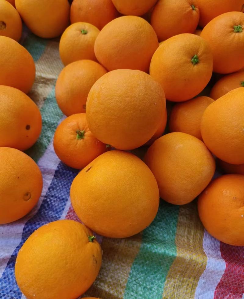 热销】伦晚脐橙春橙帝王橙汁多味甜自家种植货源充足