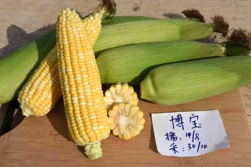 博宝双色水果玉米种子生育期81天穗长20.3厘米