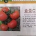 西红柿苗，大红果西红柿苗，定植用苗，移苗用苗