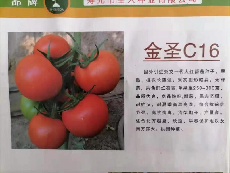 西红柿苗，大红果西红柿苗，定植用苗，移苗用苗