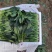 金乡菠菜大量上市