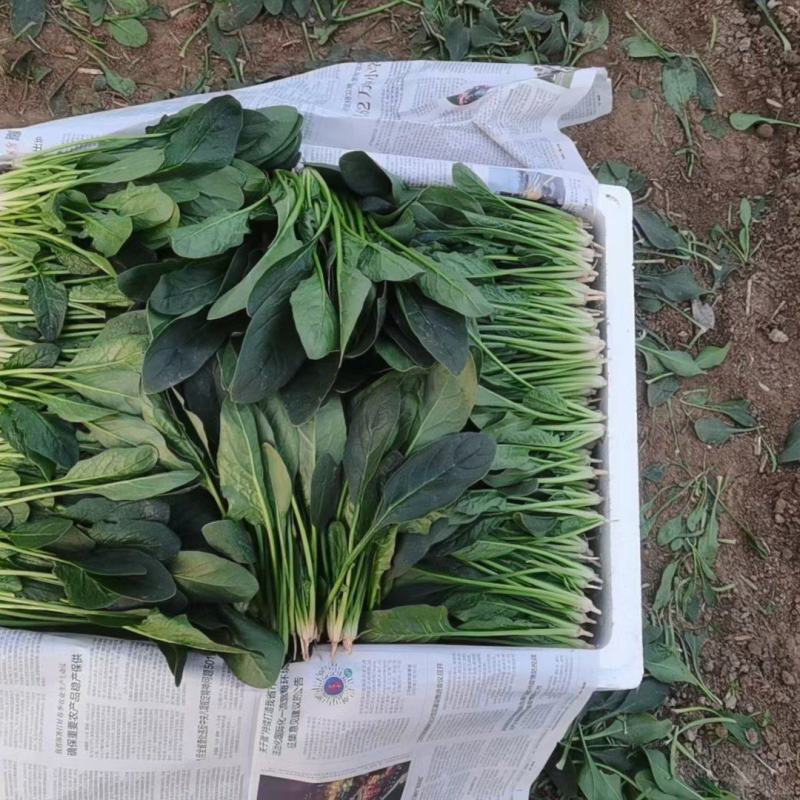 金乡菠菜大量上市