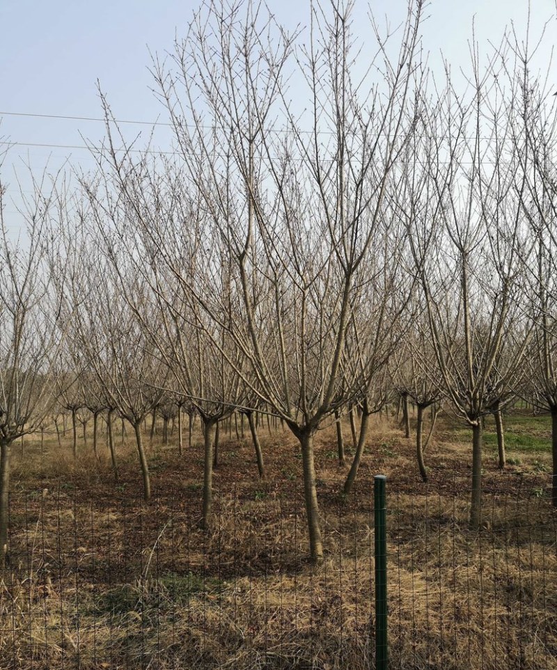 樱花树早樱晚樱基地直供一手货源量大优惠欢迎订购