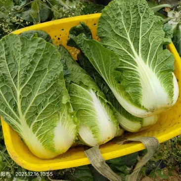 四川绵阳大白菜