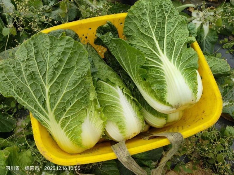 四川绵阳大白菜