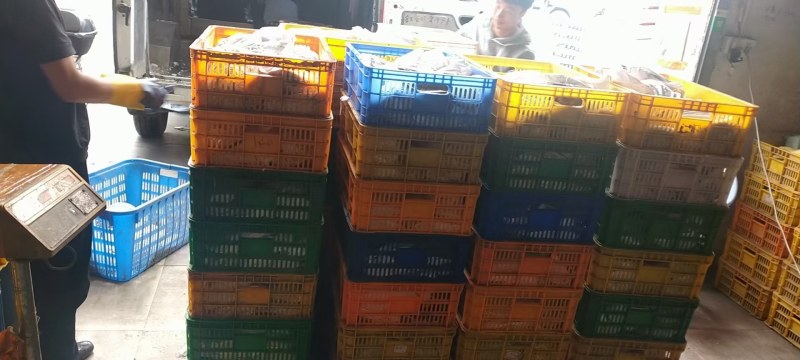 青背白肚甲鱼