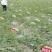 双红巨龙西瓜种子高产抗病长椭圆果型西瓜种子精品