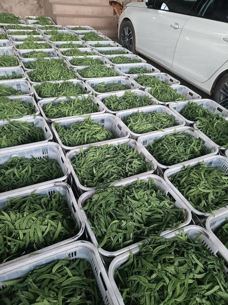 玉溪荷兰豆珍宝豆种植基地价格稳定长期供应各地