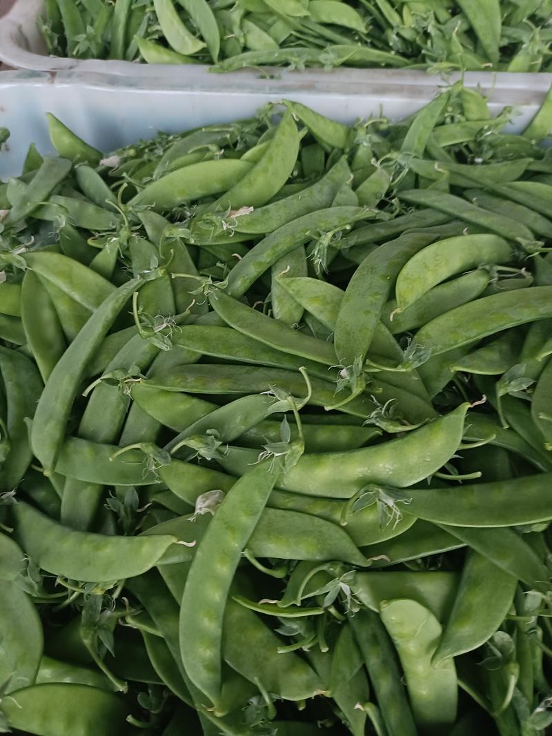 玉溪荷兰豆珍宝豆种植基地价格稳定长期供应各地