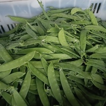 玉溪荷兰豆珍宝豆种植基地价格稳定长期供应各地