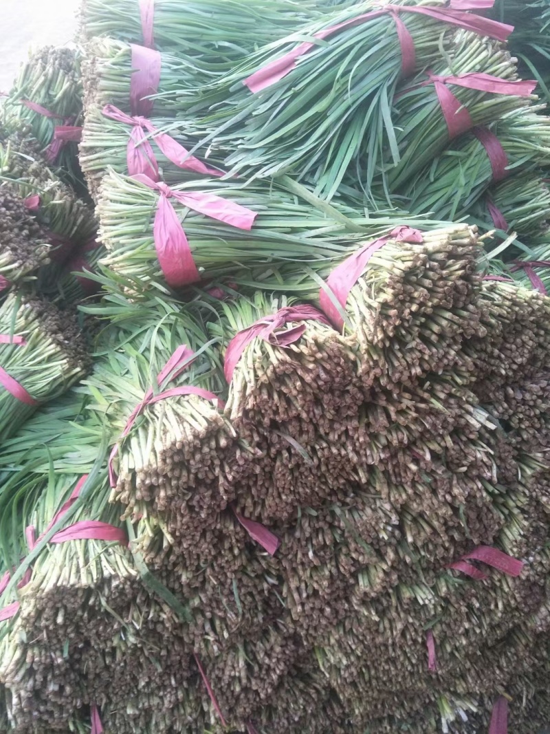 山东精品韭菜，品质保证，大量有货，欢迎来电咨询