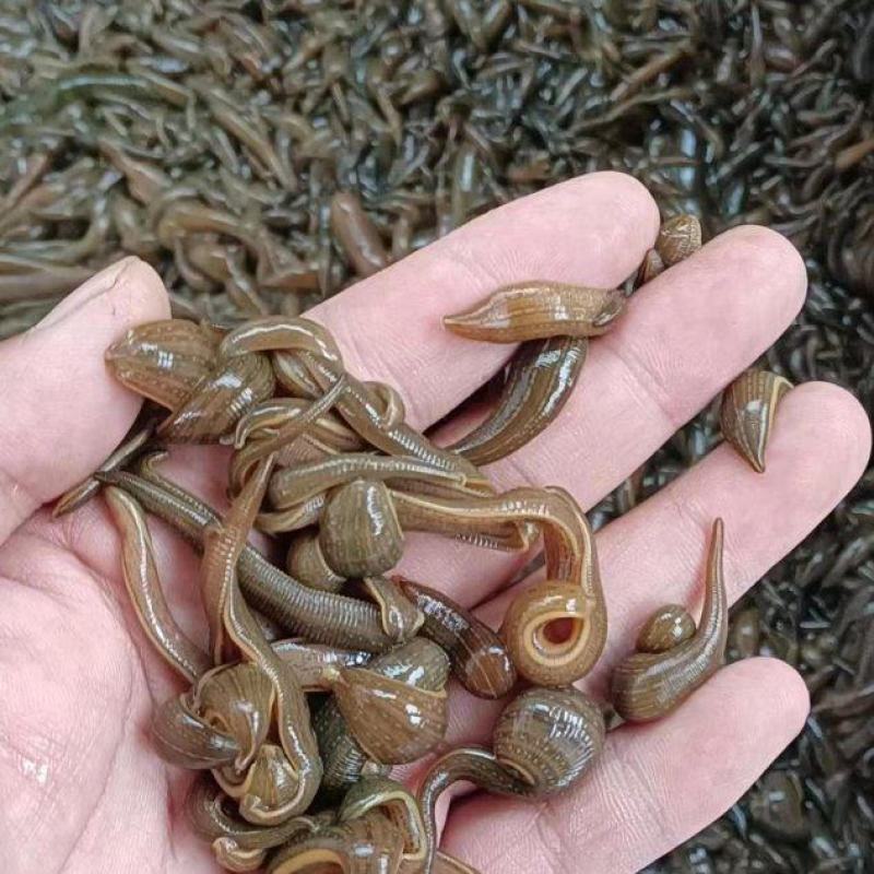 苏南水蛭苗基地直供包产量包成活一件代发保质保量
