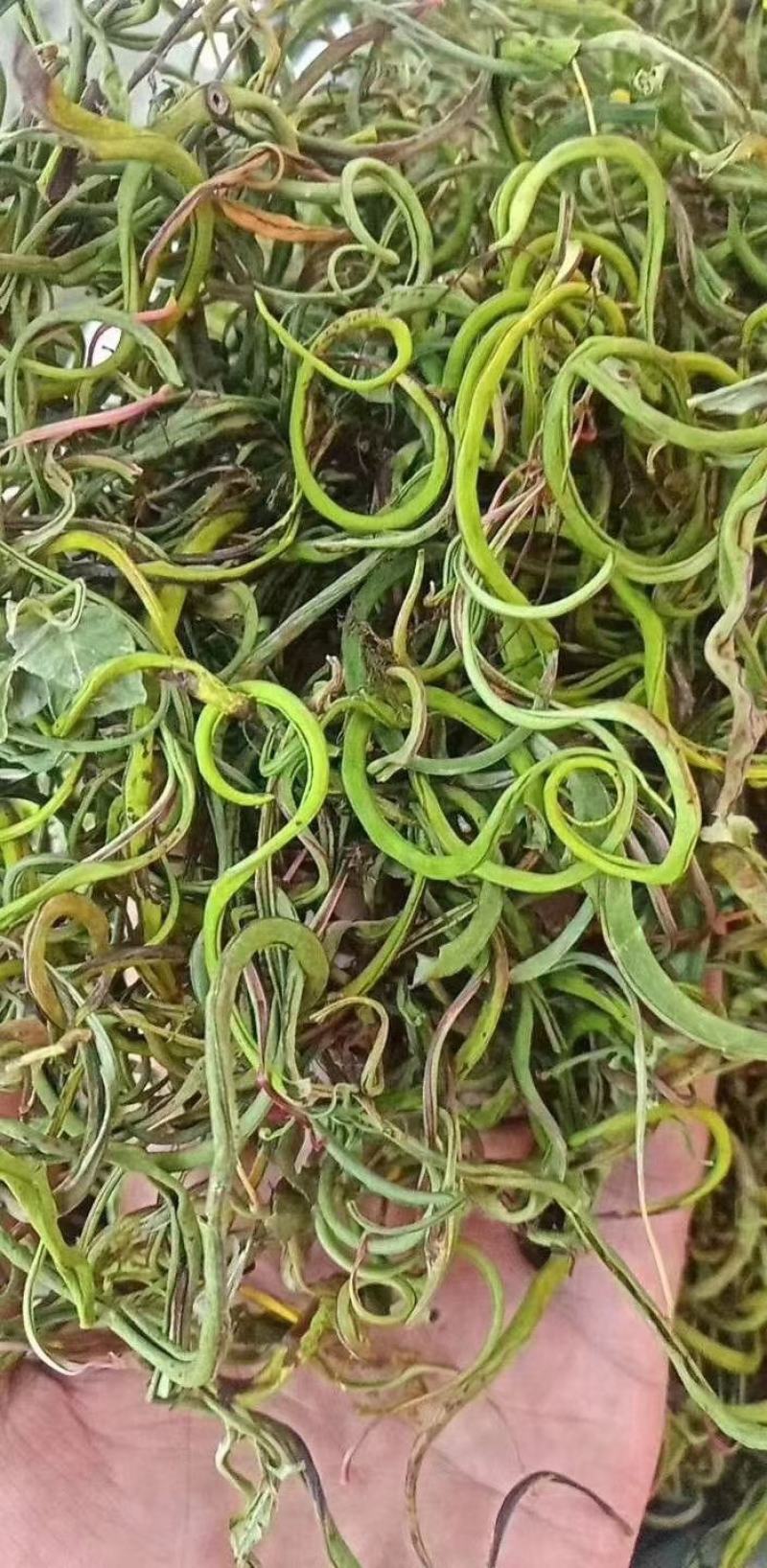 化石草肾精草猫须草
