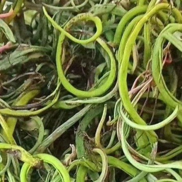 化石草肾精草猫须草