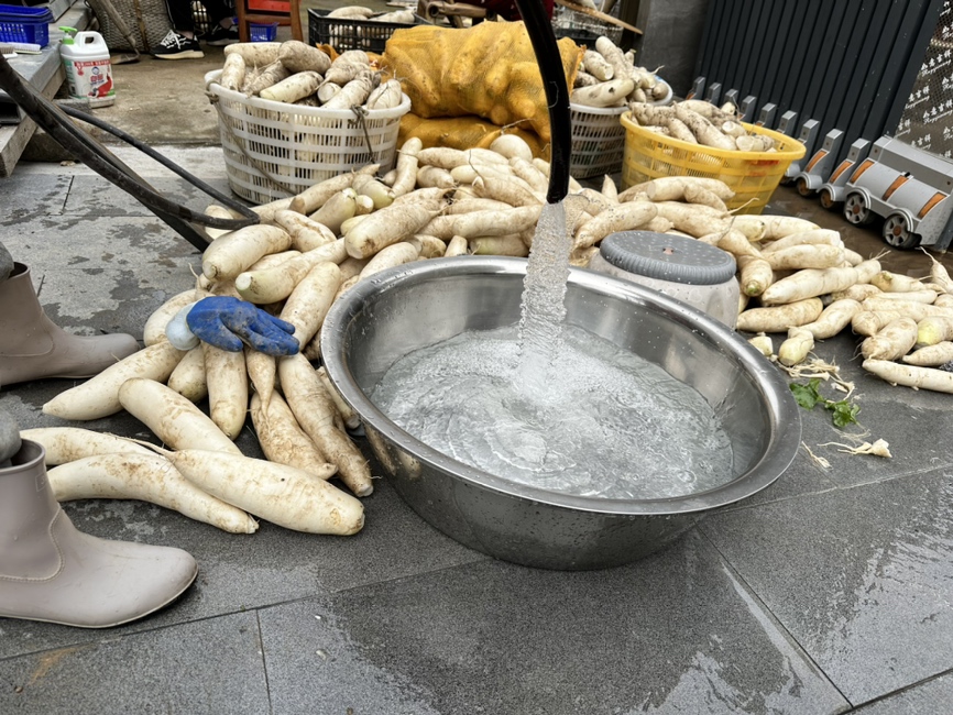 青萝卜清洗过程