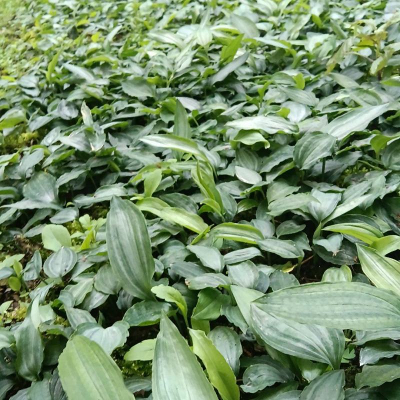 黄精苗质量保证牛商推荐产地直销以质论价现摘现发