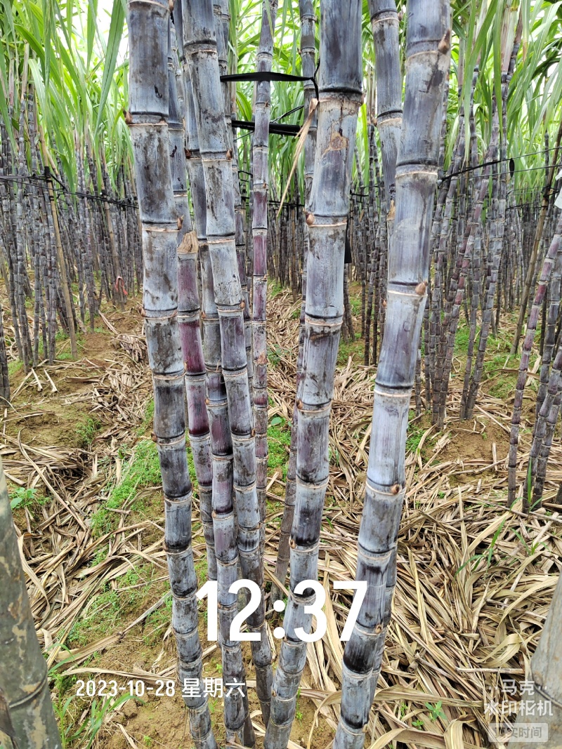 广西甘蔗价格便宜质量好需要的联系我