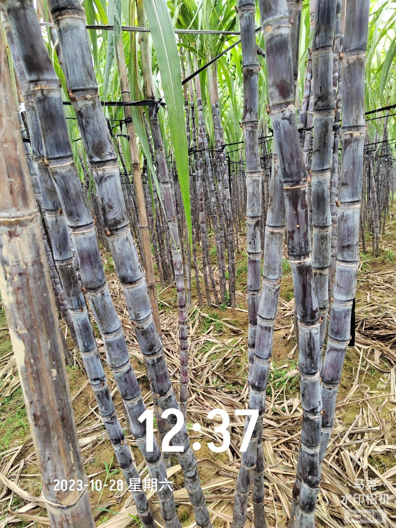 广西甘蔗价格便宜质量好需要的联系我