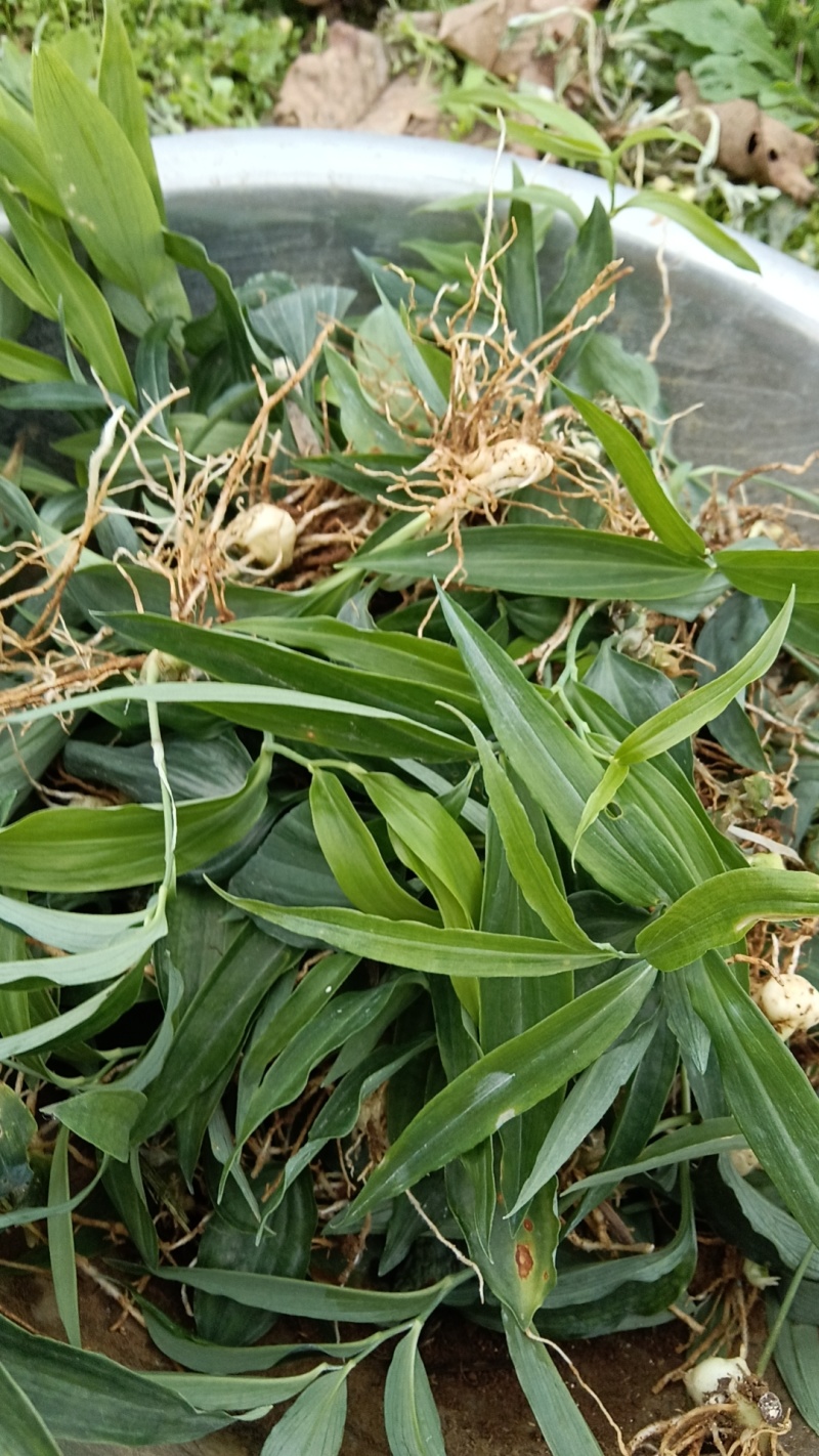 黄精苗质量保证牛商推荐产地直销以质论价现摘现发