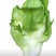 自种儿菜
