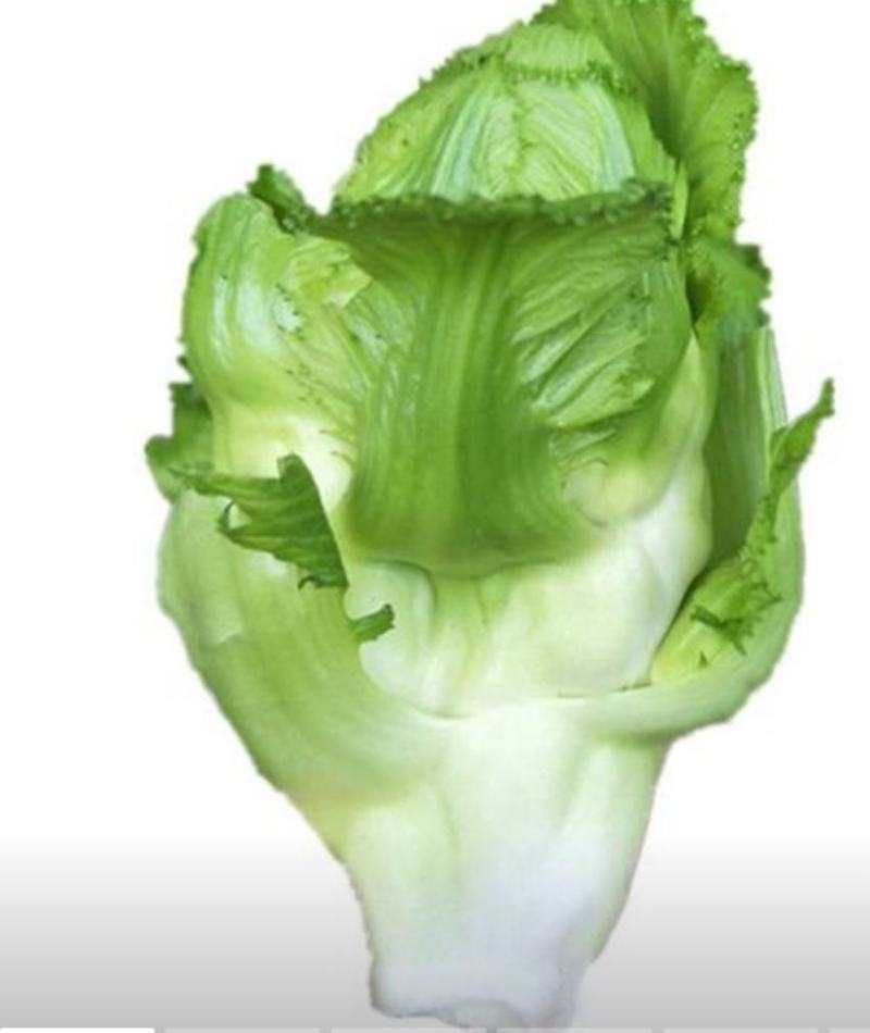 自种儿菜