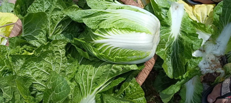 自家农田里种植大白菜